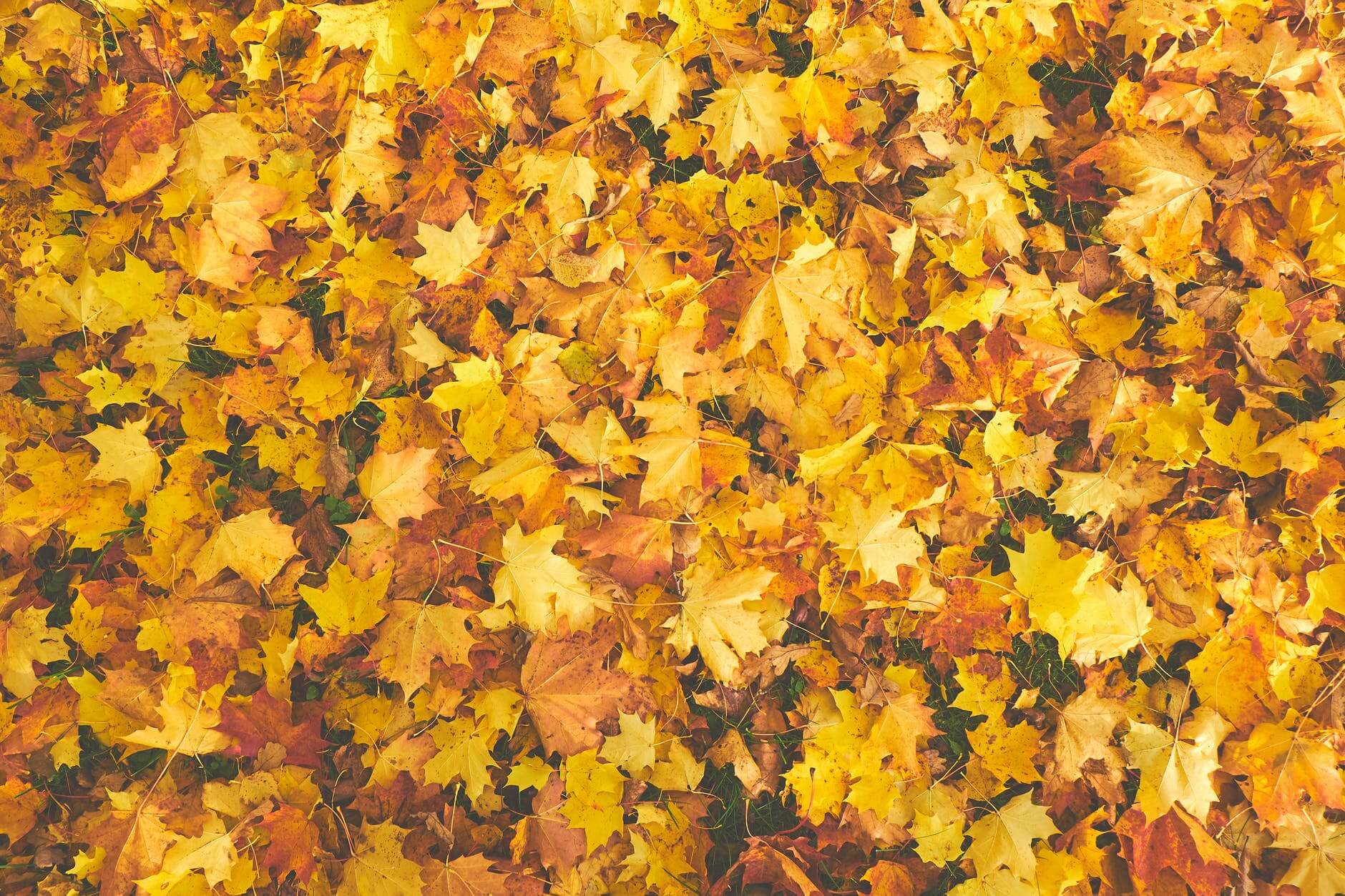 UK University Search’s Autumn Activities